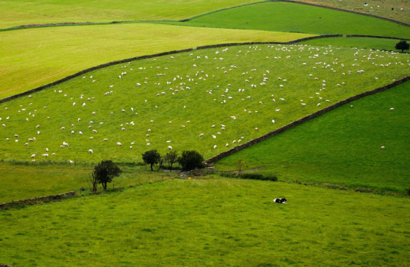 farmland