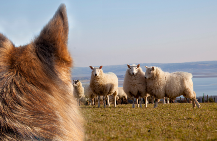 Livestock worrying