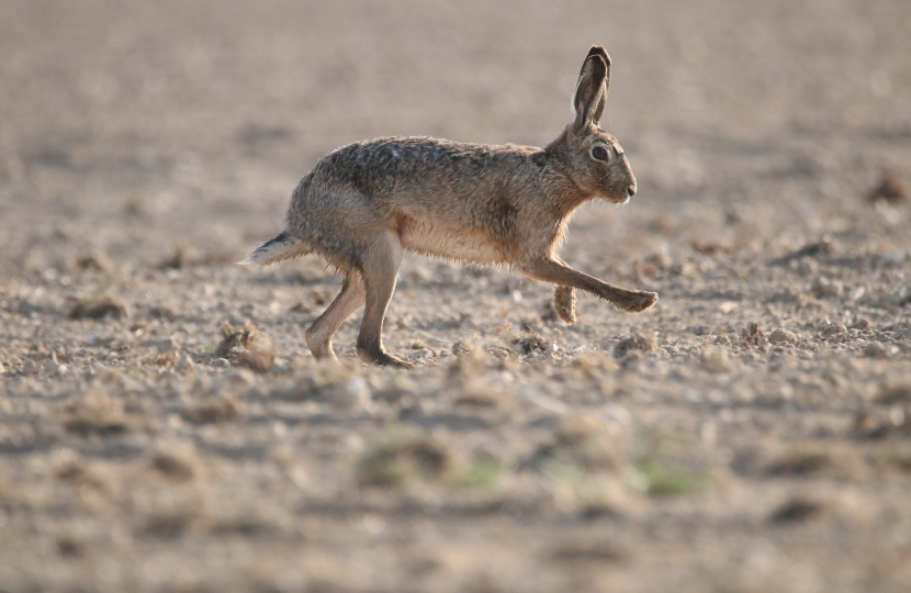 Hare