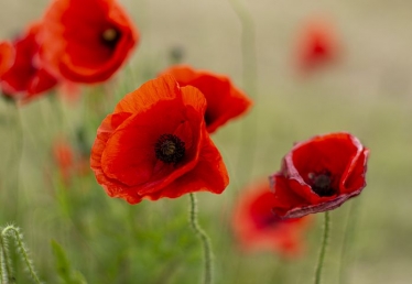 poppies