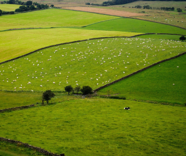 farmland