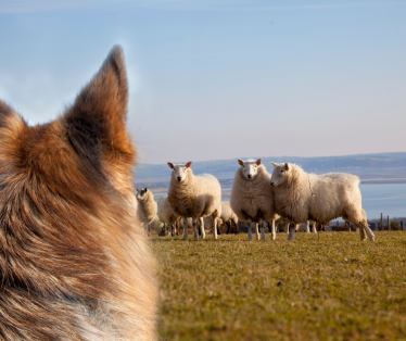 Livestock worrying